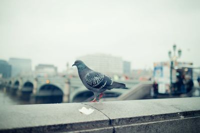 Seagull perching on retaining wall