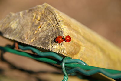 Close-up of ladybug on leaf