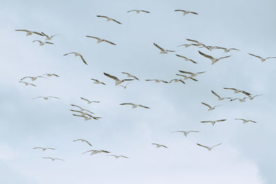 Low angle view of birds flying in the sky