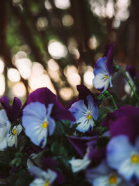 Close-up of purple flowers