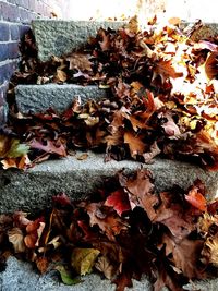 Close-up of dry autumn leaves