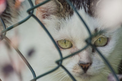 Close-up portrait of a cat