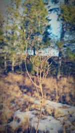 Close-up of wilted plant