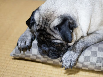 Close-up of a dog sleeping