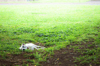 Dog on field