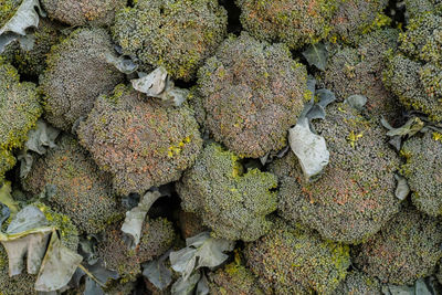 Full frame shot of lichen and moss covered wall