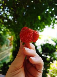 Midsection of person holding strawberry