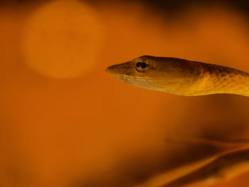 Close-up of snake swimming in water