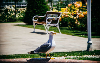 Seagull perching on a park