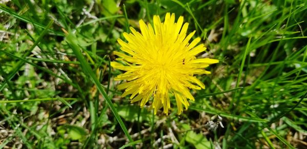 Close-up of yellow flower on field