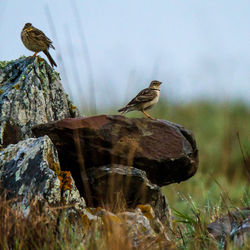 Close-up of bird perching on rock against sky