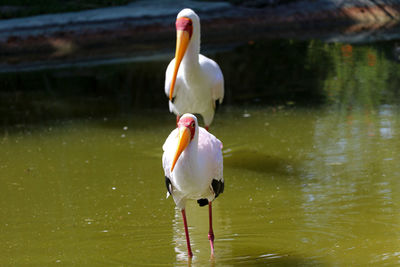 White ibis birds in lake