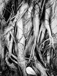 Close-up of tree roots in forest