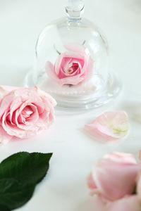 Close-up of roses on table