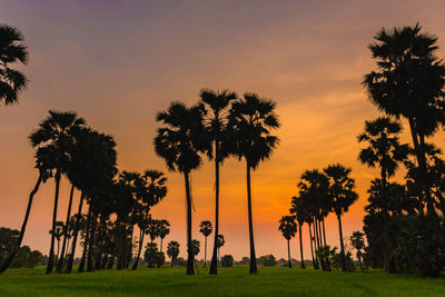 Silhouette of palm trees on field against sky during sunset