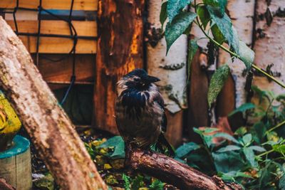 View of bird perching on tree