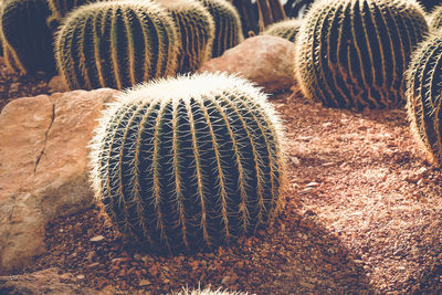 Close-up of cactus