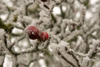 Close-up of frozen berries on tree