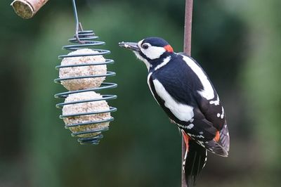 Close-up of great spotted woodpecker perching on feeder