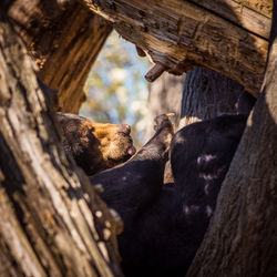 Low angle view of monkey on tree