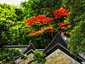 Plants growing on tree