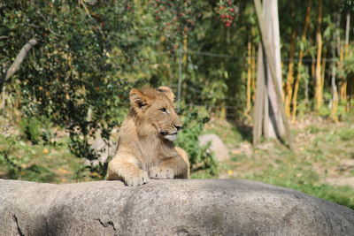 View of young lion sitting on rock