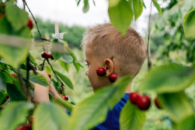 A boy picking cherries in the orchard.