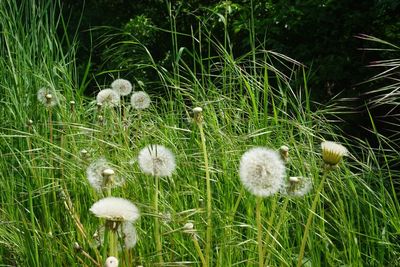 Close-up of flowers growing in field