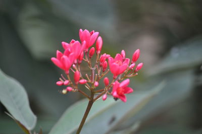 Close-up of pink flowers