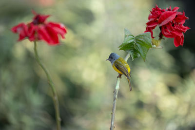 Close-up of bird perching on flower