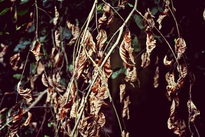 Close-up of plant