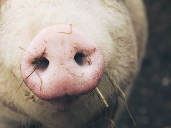 Close-up of cow