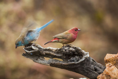 Close-up of birds perching on branch