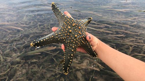 High angle view of hand holding beautiful green starfish 