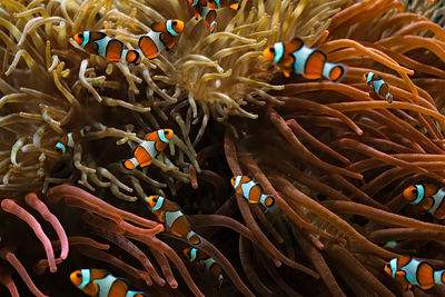 Clown anemonefish amphiprion ocellaris