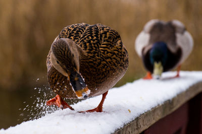 Close-up of birds perching on snow