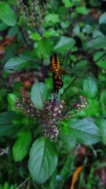 Close-up of butterfly on flower