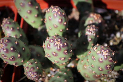 Close-up of prickly pear cactus