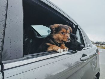 Portrait of dog in car