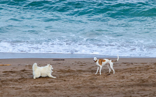 Dog on beach