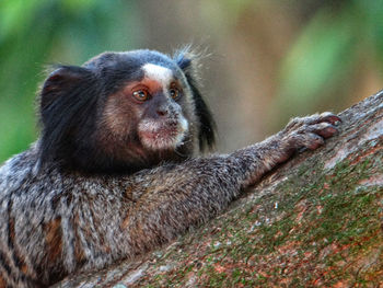 Close-up of monkey looking away