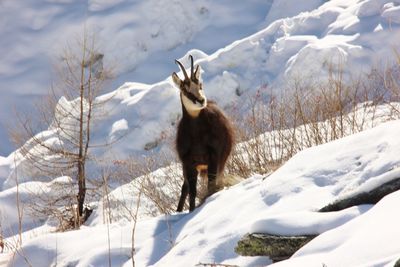 Horses on field during winter