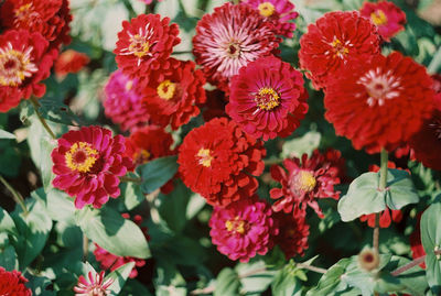 Close-up of red flowering plants