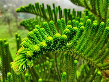 Close-up of fern leaves