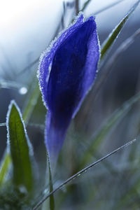 Close-up of purple flower