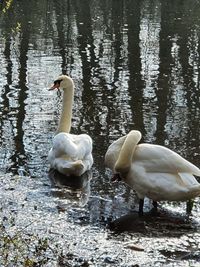 Swan floating on lake