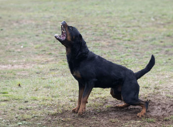 Dog running on field