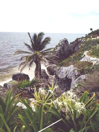 Palm tree by sea against sky