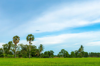 Scenic view of field against sky