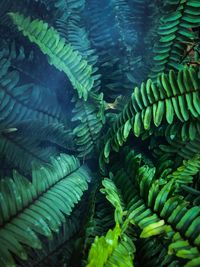 Full frame shot of fern leaves